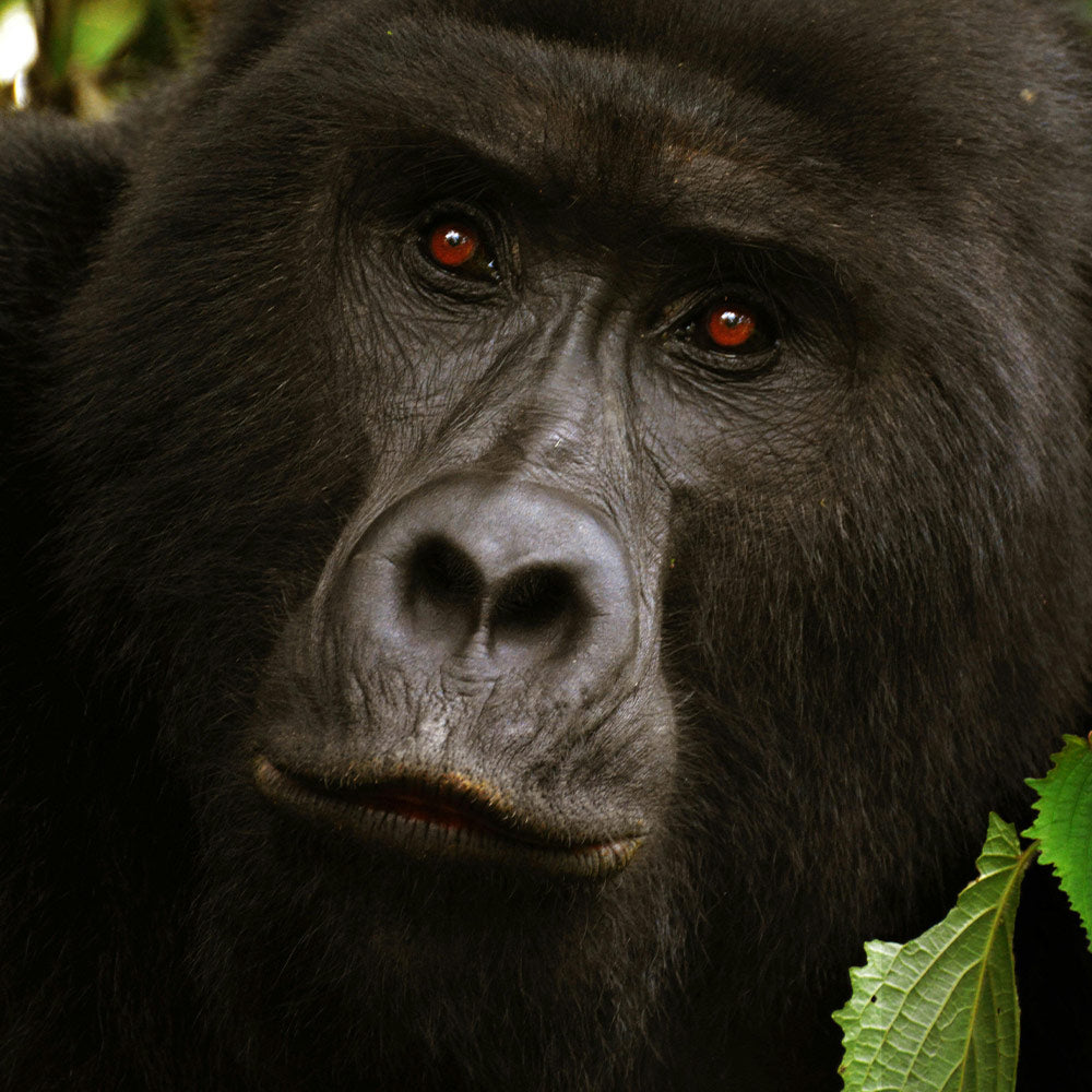 Don’t Let Gorillas Suffer Behind Locked Gates