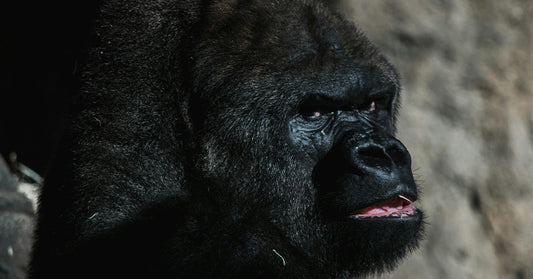 Close-up of a gorilla with dark fur sitting in shadow, mouth slightly open, showing a hint of teeth and an intense expression.