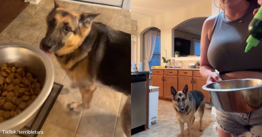 German Shepherd Will Only Eat Kibble If Mom Pretends to Cook It First