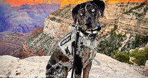 Blue the Conservation K-9 Helps Reinstate Wild Behavior at Grand Canyon