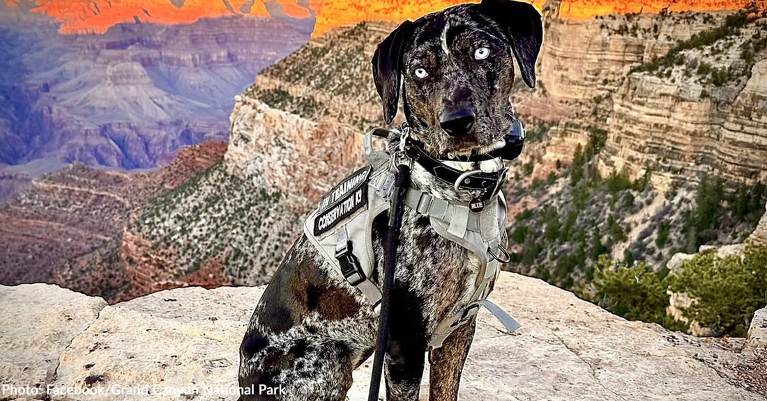 Blue the Conservation K-9 Helps Reinstate Wild Behavior at Grand Canyon