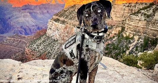 Blue the Conservation K-9 Helps Reinstate Wild Behavior at Grand Canyon