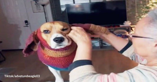 Granddog Gets the Greatest Gift from Grandma - A Knitted Sweater with Special Ear Flaps!