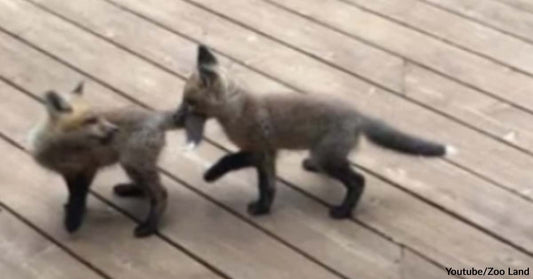 A Family of Foxes Regularly Visits Grandma’s House to Play and Spread Happiness