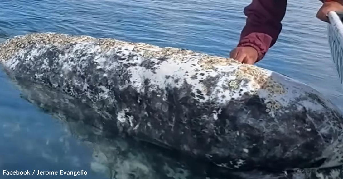 Gray Whales Visit a Boat Captain for Some Regular Grooming