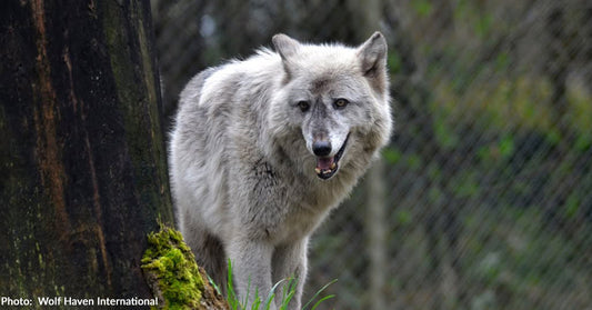 Endangered Gray Wolf "Billie" is Fading Without Companionship — Help Change That