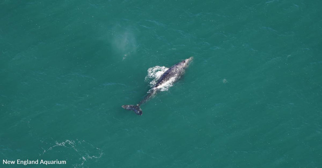 Gray Whale Spotted in the Atlantic Ocean, Where They've Been Extinct for Hundreds of Years