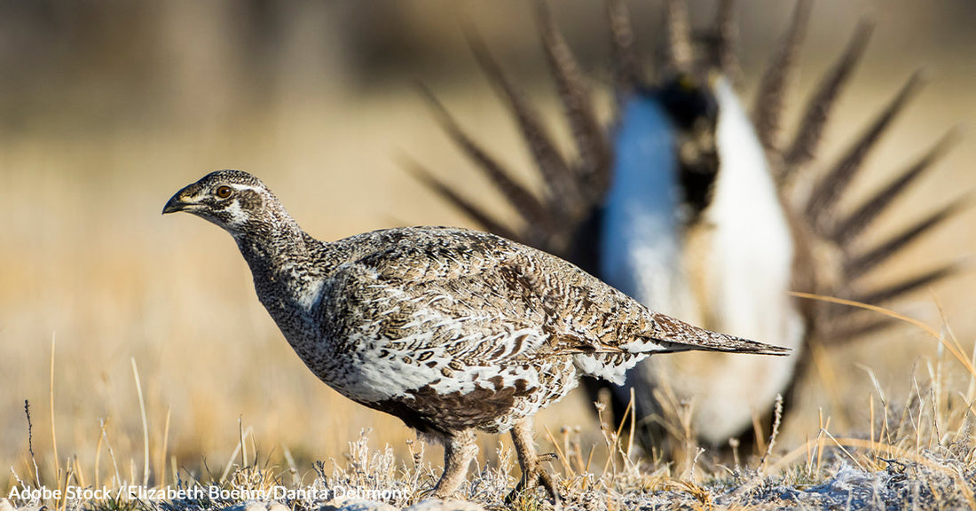 Greater Sage-Grouse Faces Extinction as Habitat Disappears
