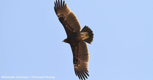 The War in Ukraine Has Changed the Migration of Vulnerable Eagle Species