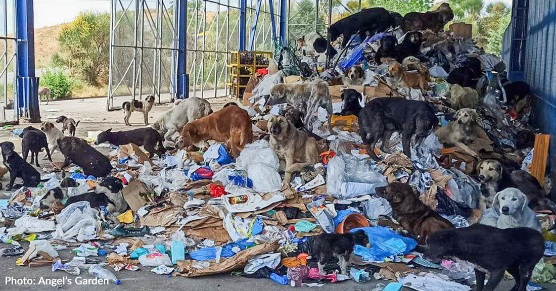 Hundreds of Starving Dogs in Greece Search For Scraps At Dump Where Humans Abandoned Them