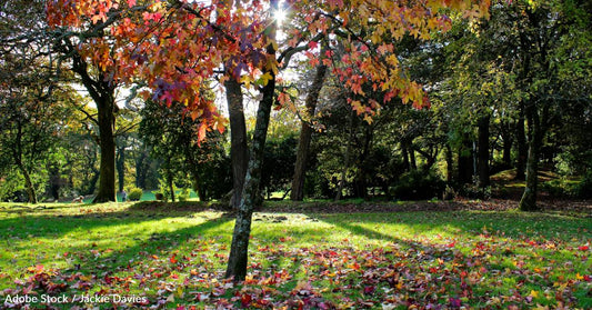 Six Green Alternatives to Sending Autumn Leaves to the Landfill