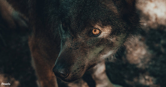 California's Returning Grey Wolves Are Descendants of a Historic Pioneer