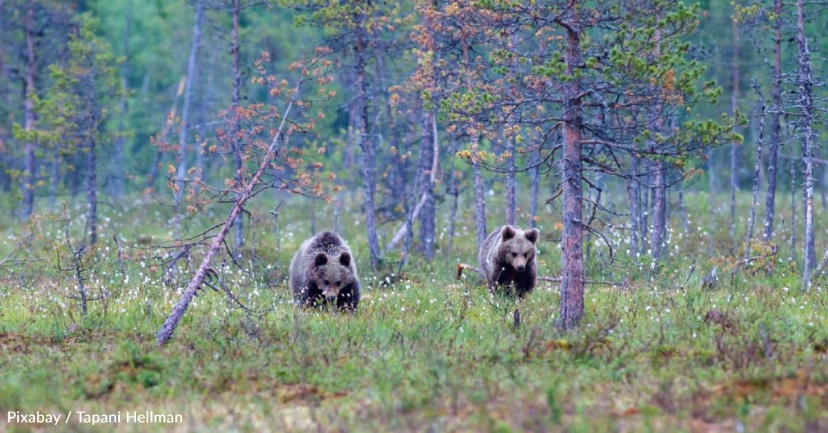 Federal Wildlife Officials Looking Into Restoring Grizzly Bears To The ...