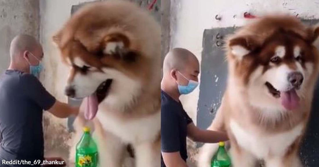 Get Your Daily Dose of Serotonin by Watching This Guy Groom a Giant Fluff of an Alaskan Malamute