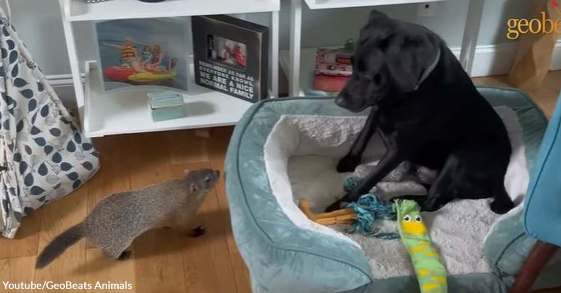 This Adorable Groundhog Acts Like a Well-Loved Toddler