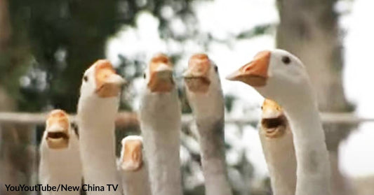 Watch Out, Illegal Immigrants! China’s Goose Army Is Guarding Its Borders Against COVID-19!