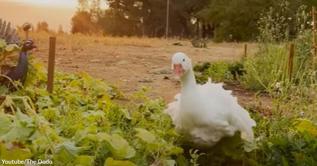 This Lovely Guard Goose Protects Not Only the Farm but Also Everyone's Happiness