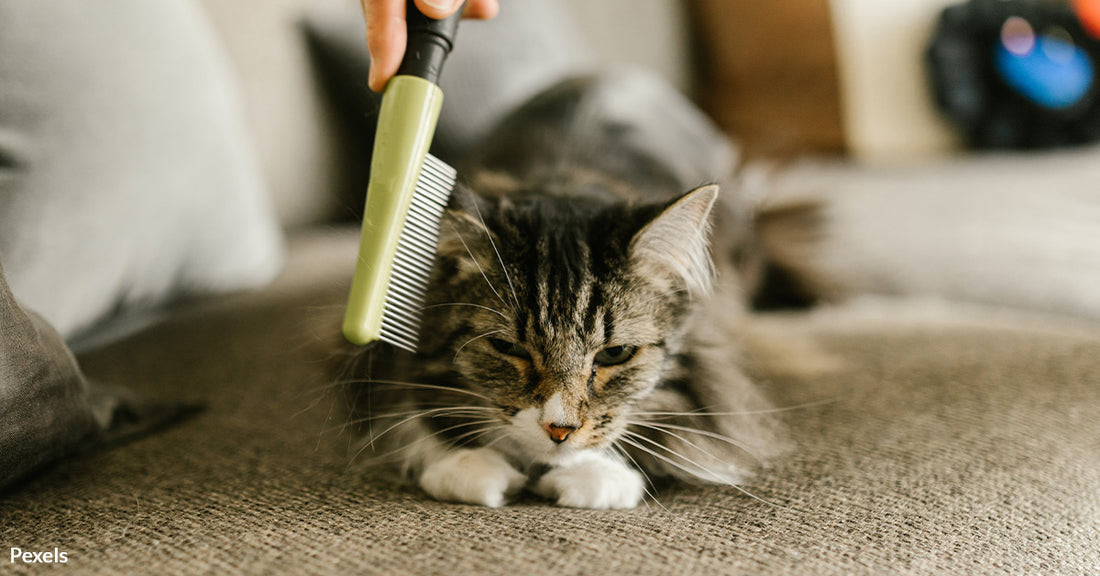 Making Your Home Allergy-Friendly for Pet-Allergic Guests