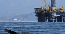 Protect Endangered Species From Dirty Gulf Oil Drilling