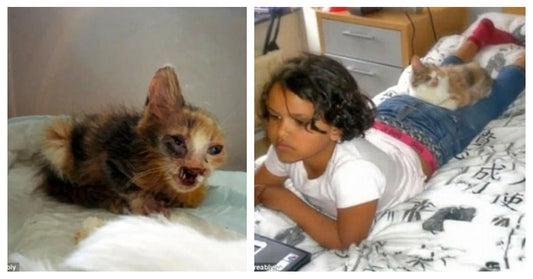 Little Girl Saves Stray Disfigured Cat That No One Else Wanted