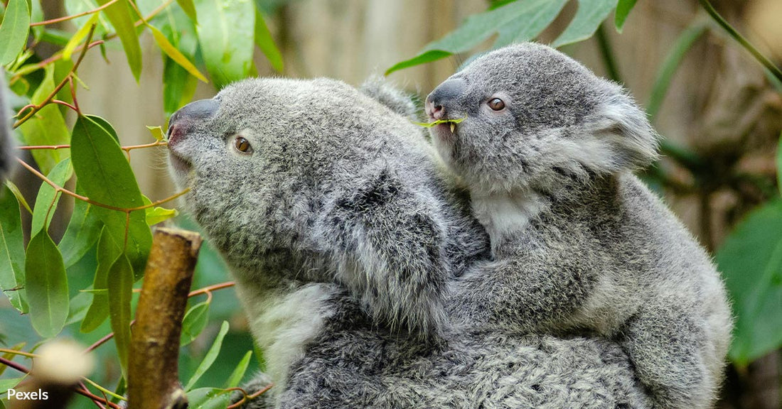 Koalas Left Slaughtered After Reckless Logging on Kangaroo Island