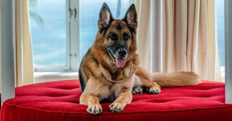 The Truth Behind Gunther VI The Richest Dog in the World | GreaterGood