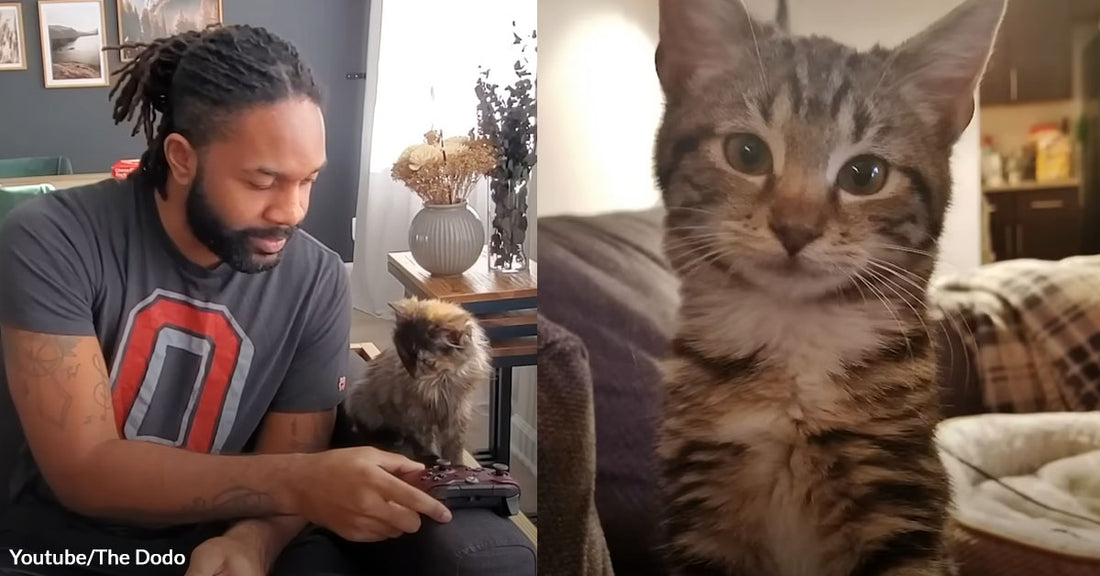 He Thought He Was Just Fostering A Cat, But That Cat Led to Unexpected Changes