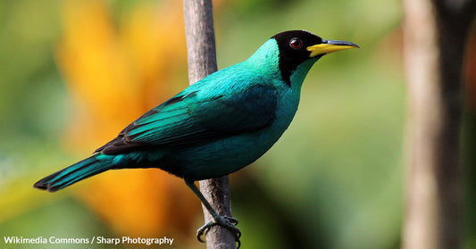 Scientists Marvel at Half-Male, Half-Female Bird Found in Colombia