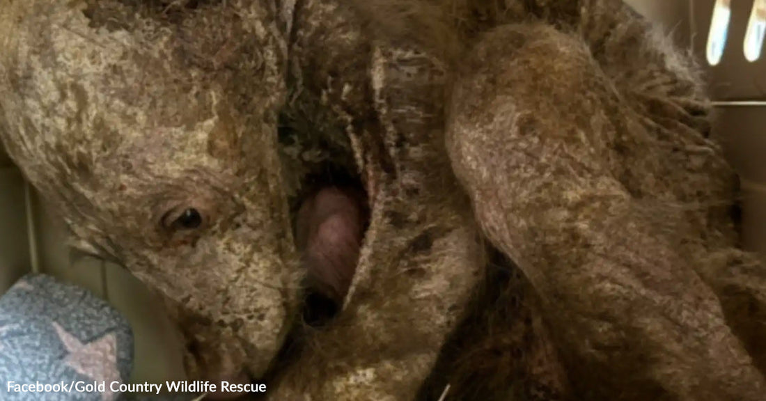 A hairless bear curls inside a crate, its skin exposed and wrinkled as it rests during rescue care.
