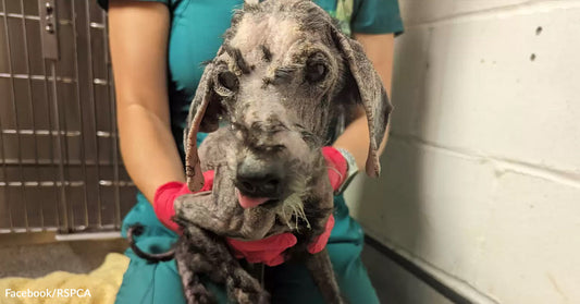 Rescuer wearing gloves holding a small dog with severe hair loss and irritated skin inside a veterinary area.