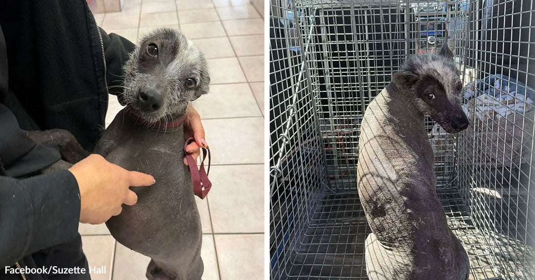Split image of a severely hairless dog being held indoors and later sitting in a transport crate during rescue.