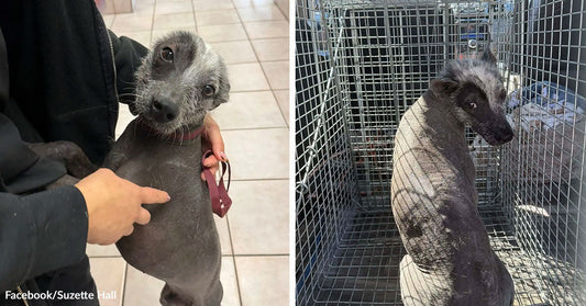 Split image of a severely hairless dog being held indoors and later sitting in a transport crate during rescue.