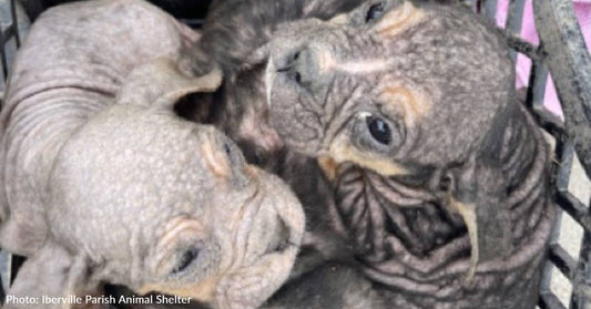 Hairless Puppies Dumped Outside Shelter In Milk Crate In The Middle Of The Night