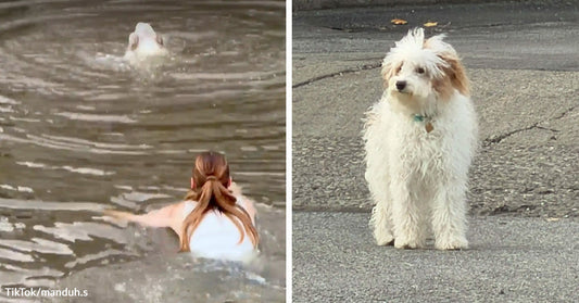 Split image showing a person swimming toward a small white dog in floodwater on the left and the wet dog standing safely on pavement on the right.
