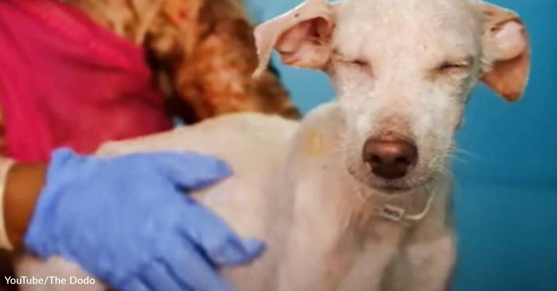 Rescuers Save Half-Dead Puppy from Decrepit Shed, Bring Her Back to Life