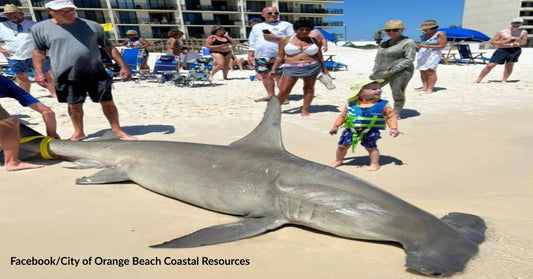 More Victims of Fishing: Great Hammerhead Shark with 40 Unborn Pups Found Dead on Orange Beach