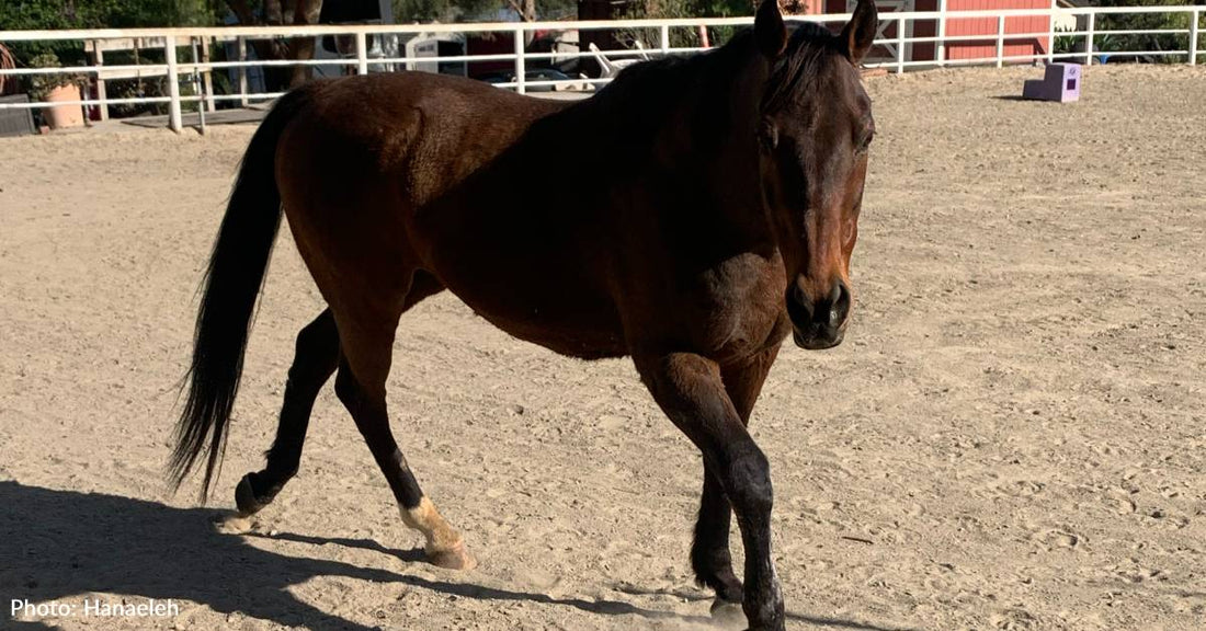 Severely Abused Horse Left To Die In Dry Riverbed Gets Rescued Just In Time