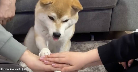 Hands-In Dog Challenge Proves Dogs Are Our Best Teammates