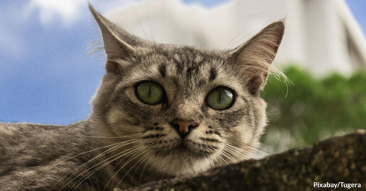 10 Handsome Male Cat Names Purrfect for Your Charming Feline