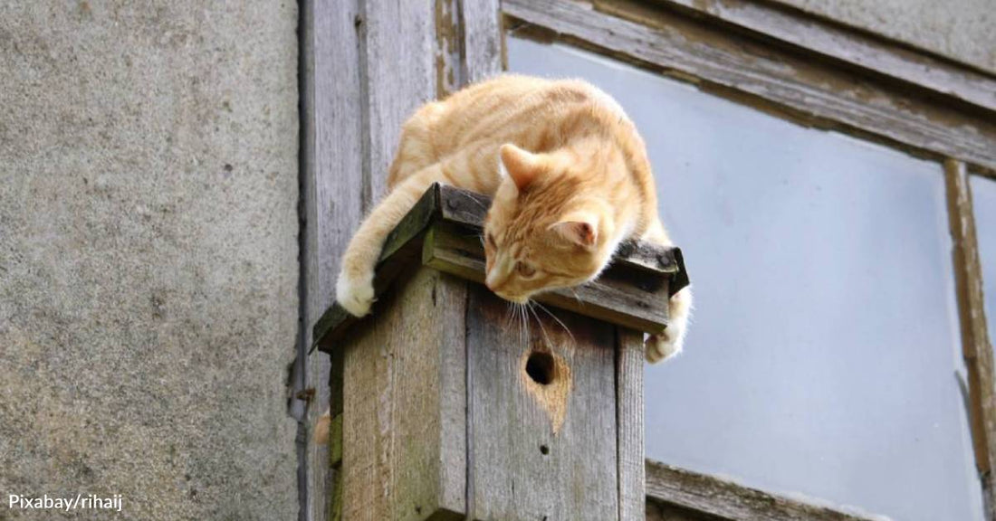 Kitten Clings To A Single Thread As Rescuers Pull Him Back To Life