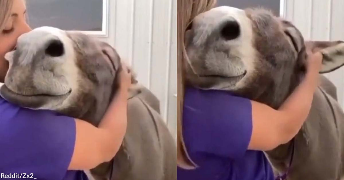 Redditors Gushed Over a Happy Donkey Receiving Hugs from a Friend