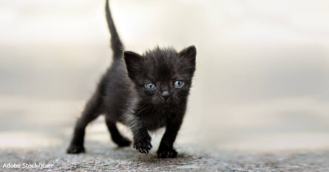 Kitten Who Needed His Eyes Removed 'Sees with His Heart'