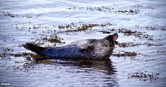 Surprise Culprit Behind Seal Pup Deaths Revealed by Ph.D. Student's Video