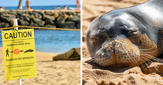 Split image of a monk seal caution sign on a beach and a close-up of a monk seal sleeping on the sand with sandy whiskers.