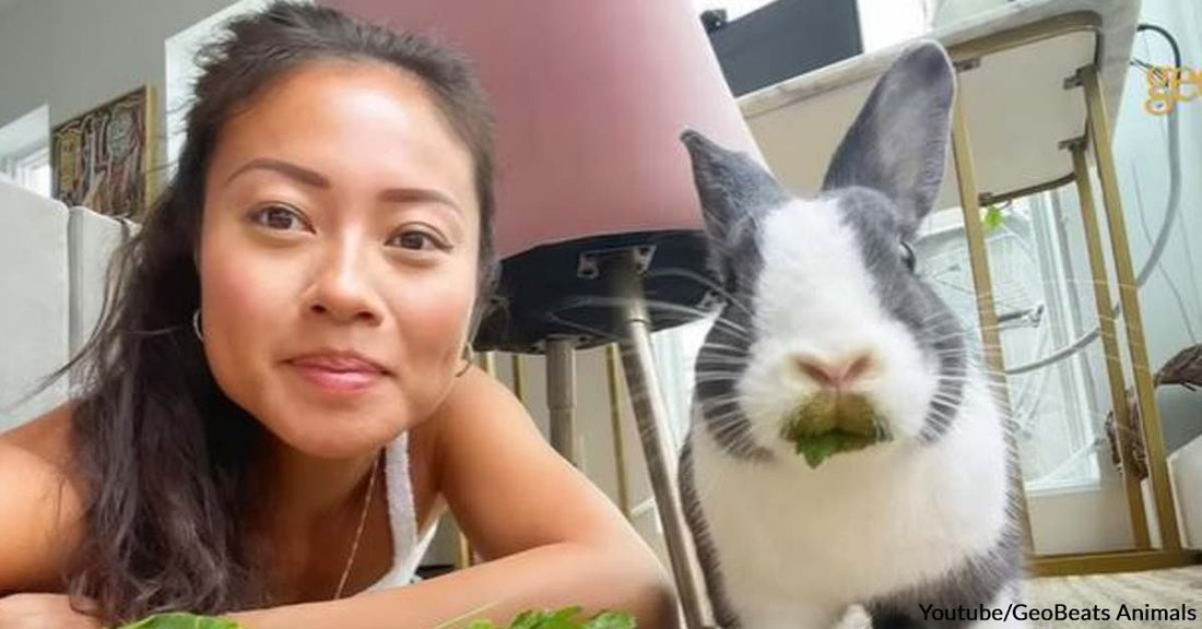 A Woman Was Traumatized by a Cat and Couldn’t Interact with Animals Until She Met a Healing Bunny