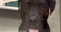 black dog with sad eyes in kennel looking at camera