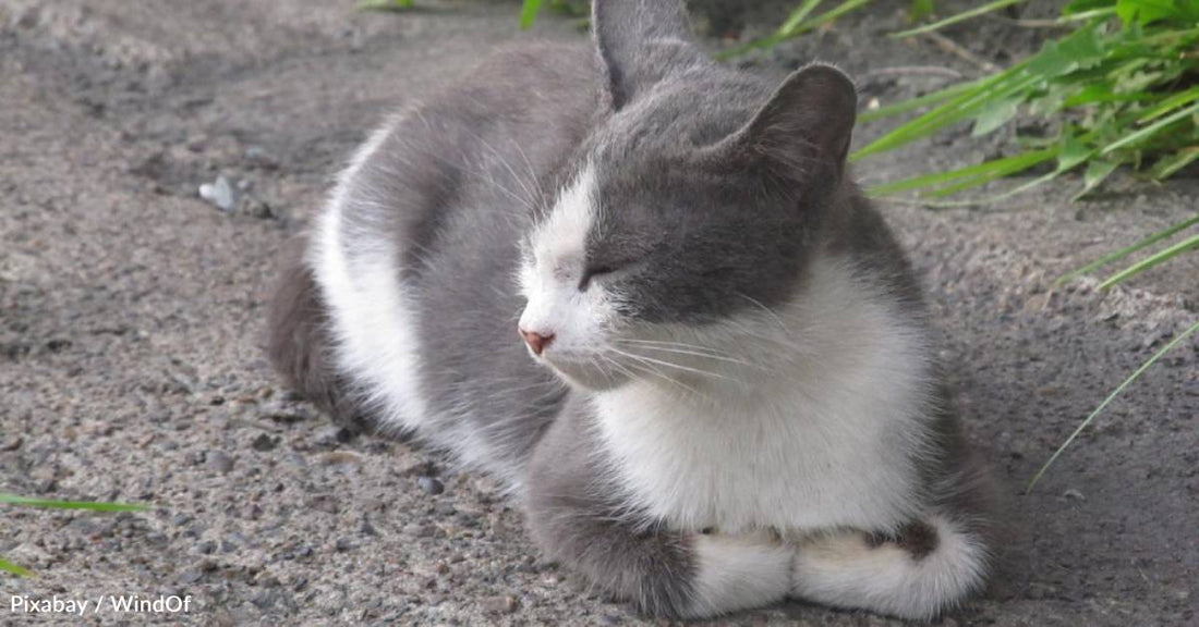 Couple Takes 16-Hour Road Trip to Rescue Blind Kitten