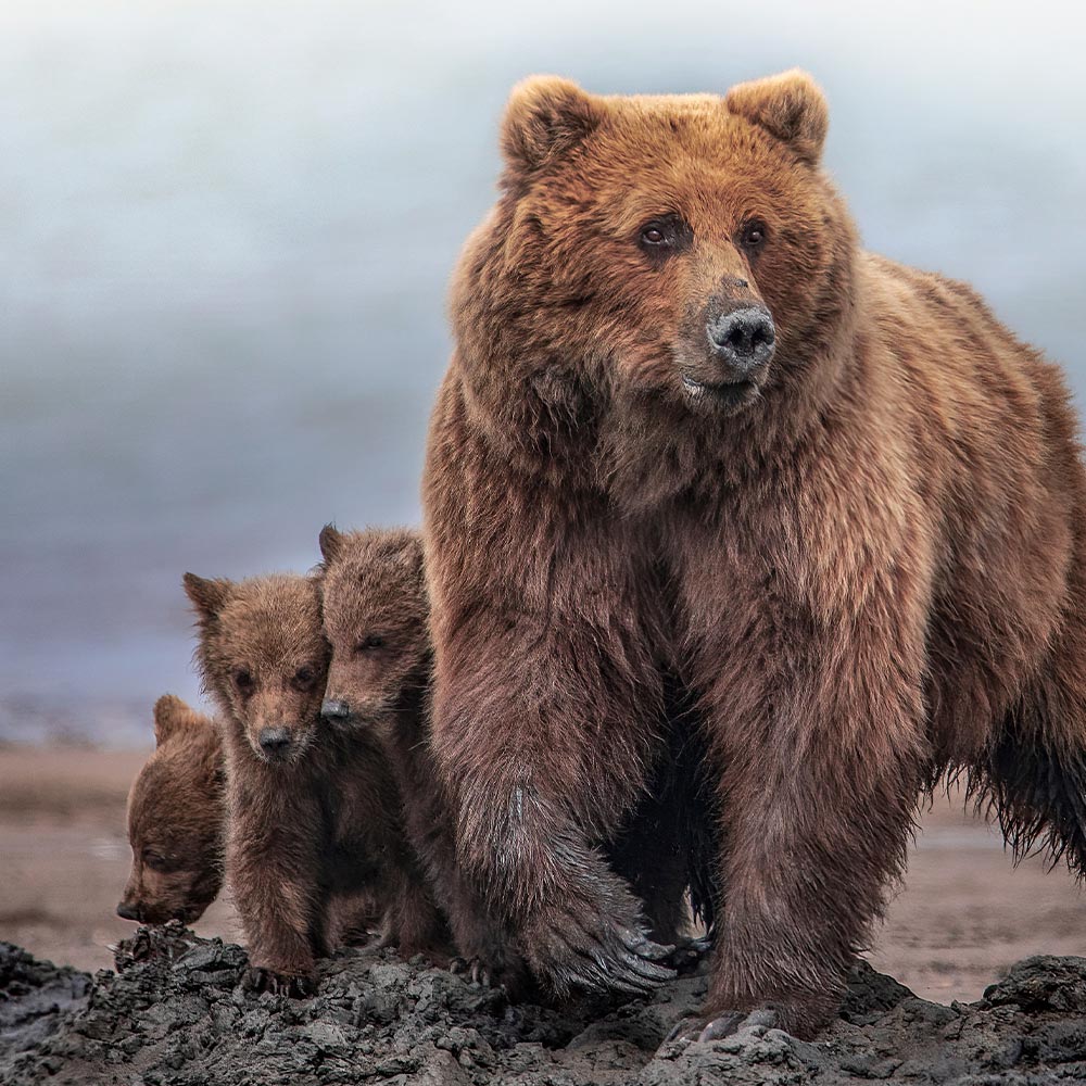 Stop Alaska’s Helicopter Bear Killing Program