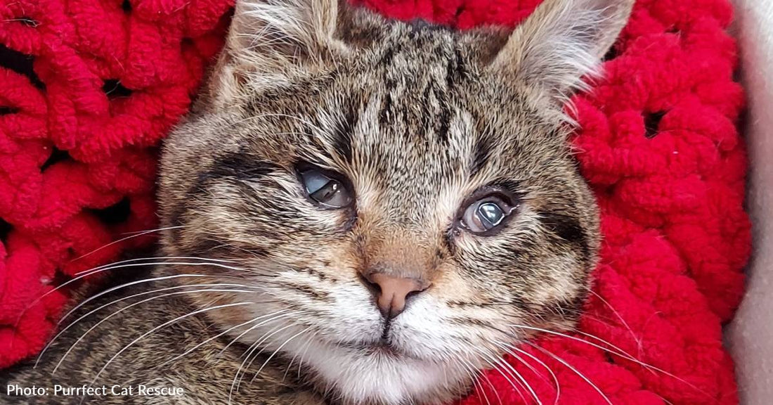 Sick Kitten Cruelly Tossed Over Animal Control Fence By Owner Is At Risk Of Losing His Sight