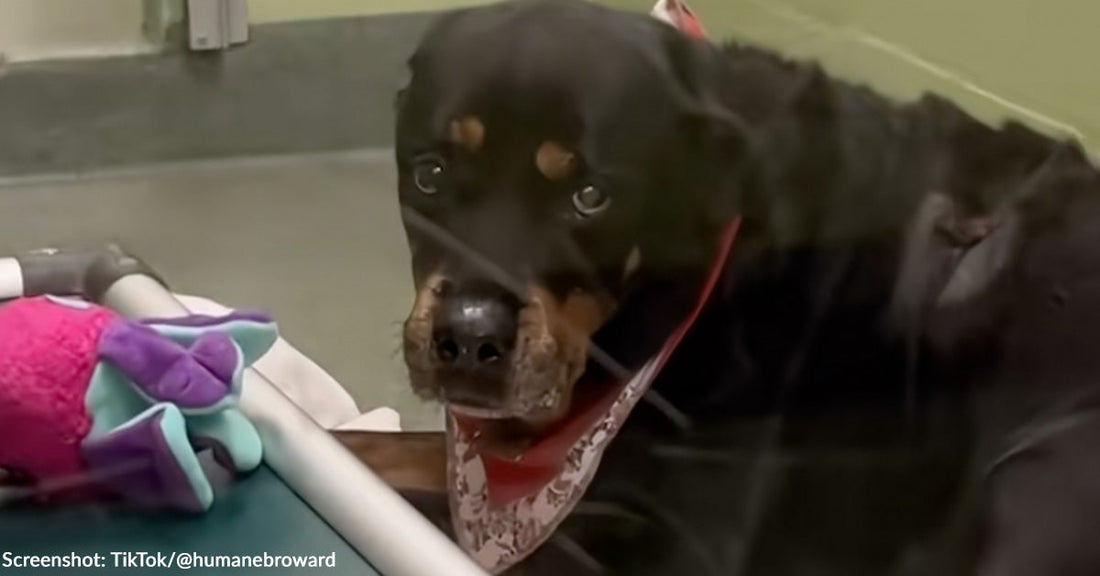 Senior Dog Who Stayed by Late Owner's Side Through Alzheimer’s Needs Loving Home | GreaterGood